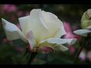 Little is Much by Downhere 