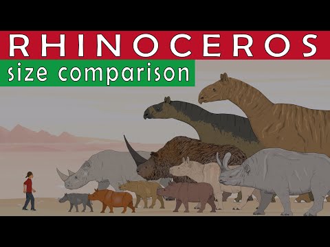 Size Comparison: Extinct & Living Rhinos (Paraceratherium, Elasmotherium, White and Woolly rhinos)