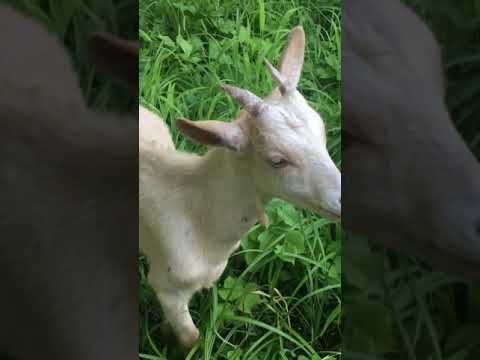 Die Ziegenproblematik - wilde Hausziegen. EP 2