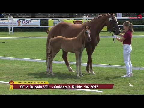 SF v. Bubalu VDL / Quidam's Rubin
