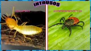 INTRUSOS CUPIM E CARRAPATO