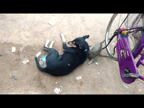 THE RELATIONSHIP BETWEEN DOG & CAT