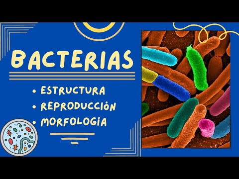 Generalidades de las Bacterias: Estructura, Reproducción y Morfología