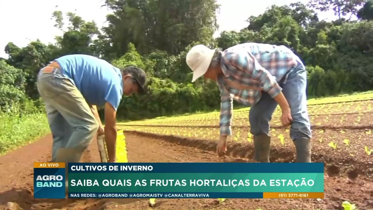 Quais frutas e hortaliças plantar no inverno? Confira as melhores opções