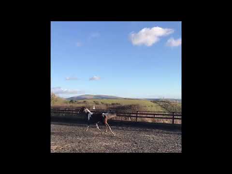 Llangelynin Santos Maria