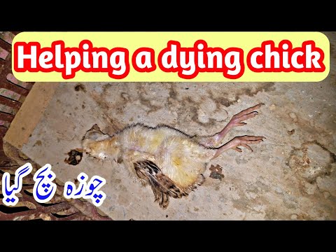 Trying to Save a Dying Chick