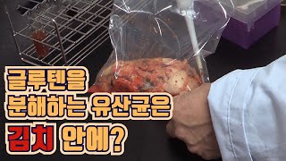 김치에 글루텐을 분해하는 유산균이 있다 / YTN 사이언스