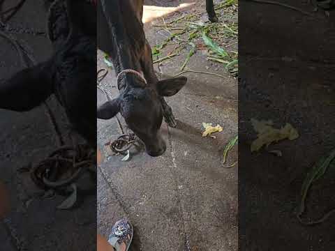 Kanav & Bhavi Visit Gaushala! 🐄❤️, See description