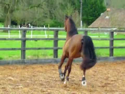 Skud de Gargassan, hongre IRE** par Azziz de Gargassan et Dzerka du Vialaret (Dormane).