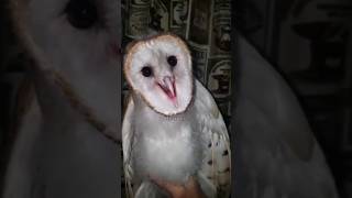 Download lagu SUARA BURUNG TERANEH DAN MENAKUTKAN #shorts #short #shortvideo mp3