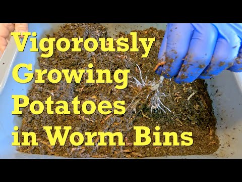 Potatoes growing in 21-week African nightcrawler worm bins - vermicompost