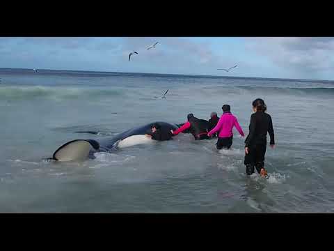 Thumbnail of the video: Rick Rosenthal - Whale Wisdom ( trailer )