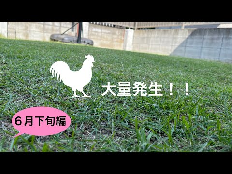 芝生のコケを手作業で取り除く 石灰を使った自然なヒント