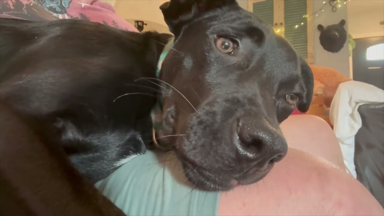 Enlarge Duke Dynasty, a Adoptable mixed breed in Woburn, MA video 3/5