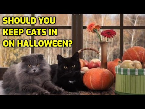 Should I Let My Cat Out On Halloween?
