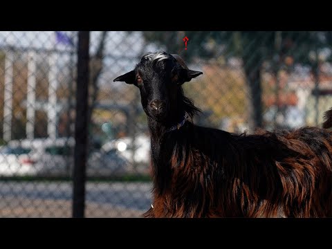 Bar B and Harman Müzik