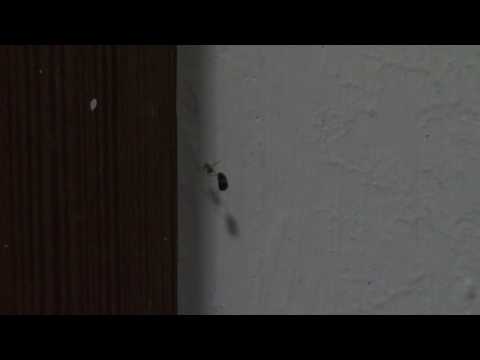 Una invitada inesperada me salva de un mosquito