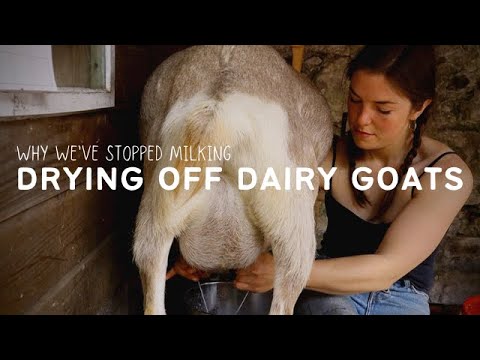 Why we're DRYING OFF the GOATS | KEEPING DAIRY GOATS | PERMACULTURE FOOD FOREST FARM & MARKET GARDEN