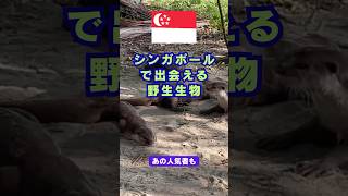 【シンガポール・カワウソにも会える!?】シンガポールには野生動物がたくさん!!　#シンガポール #シンガポール観光 #カワウソ #monitorlizard #かわいい動物 #サイチョウ #野鳥