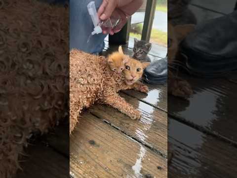 💔 Mama Cat Protects Her Kittens After a Severe Sting! #siumeowstudio #catreaction #catrescue