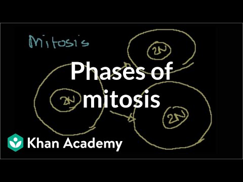 Mitosis