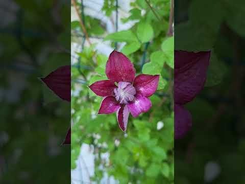 Clematis Plena elegans & Taiga