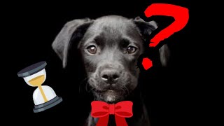 ¿CUÁNTO TIEMPO TE PUEDE RECORDAR TÚ PERRO