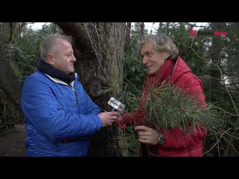 Pine needles that can do wonders - Dr. Artur Zagajewski
