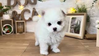 ハーフ犬の動画01