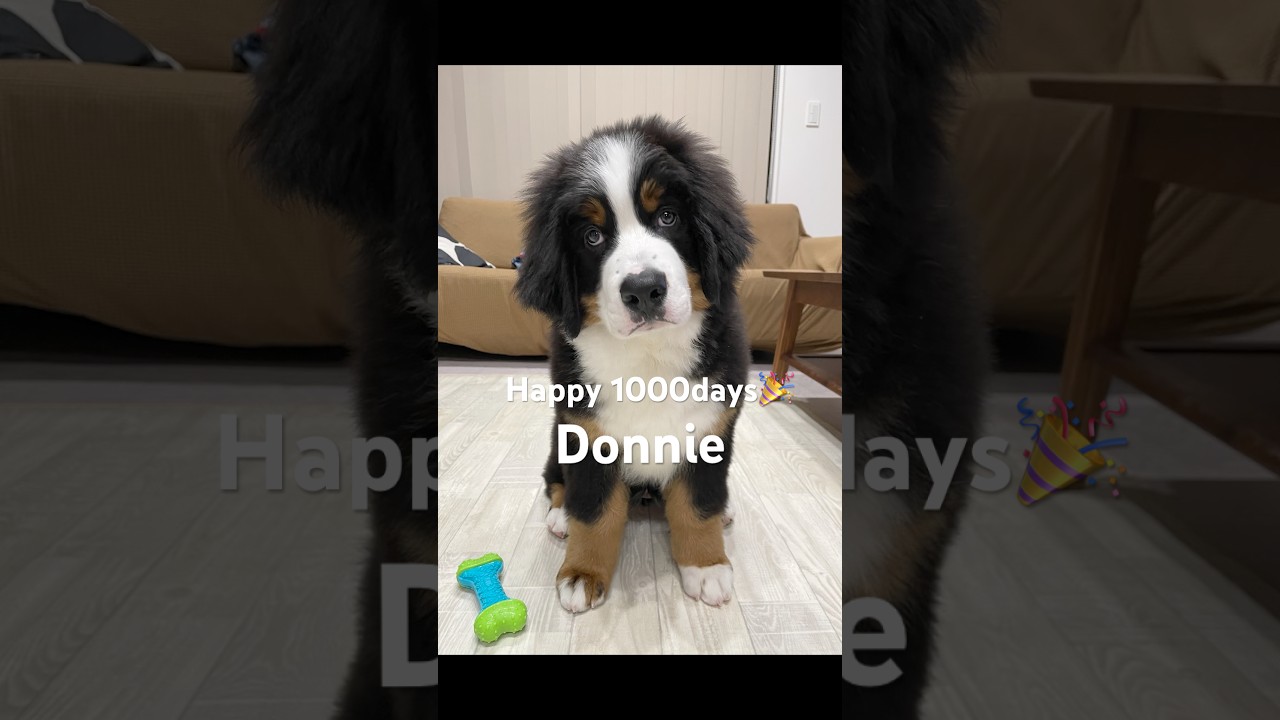 どんちゃん1000日記念日🎉 これからもよろしくね🌼 #大型犬 #バーニーズマウンテンドッグ