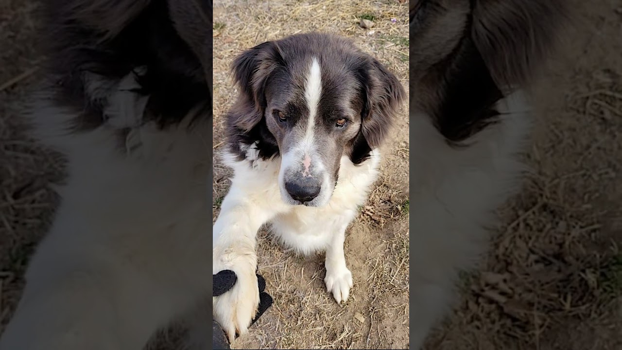 Enlarge George, a Adoptable mixed breed in Hickory, NC video 6/6