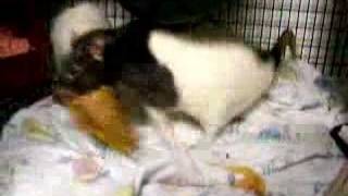 Rat Tug of War