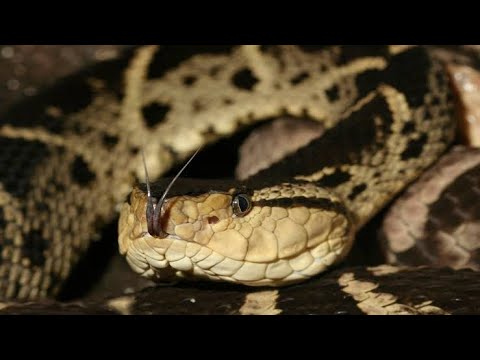 Fer-de-Lance Snake: One of the Most Dangerous Snakes in the Americas
