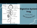 Digestive System Of Frog Class 11