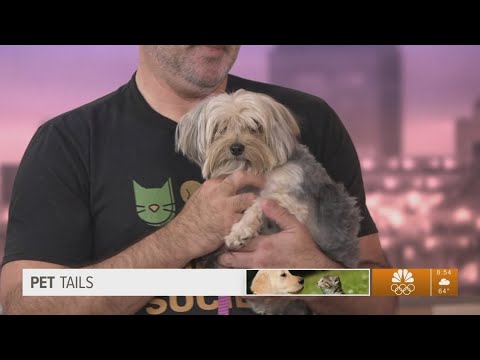 Pet Tails: Meet 'small but mighty' Nani - YouTube