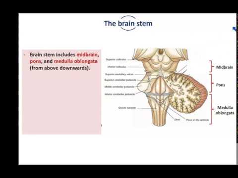 Anatomy of the Brain stem - Dr. Ahmed Farid