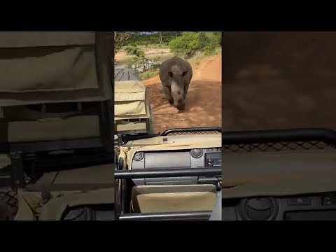 Rhino Runs After South African Safari Group || ViralHog