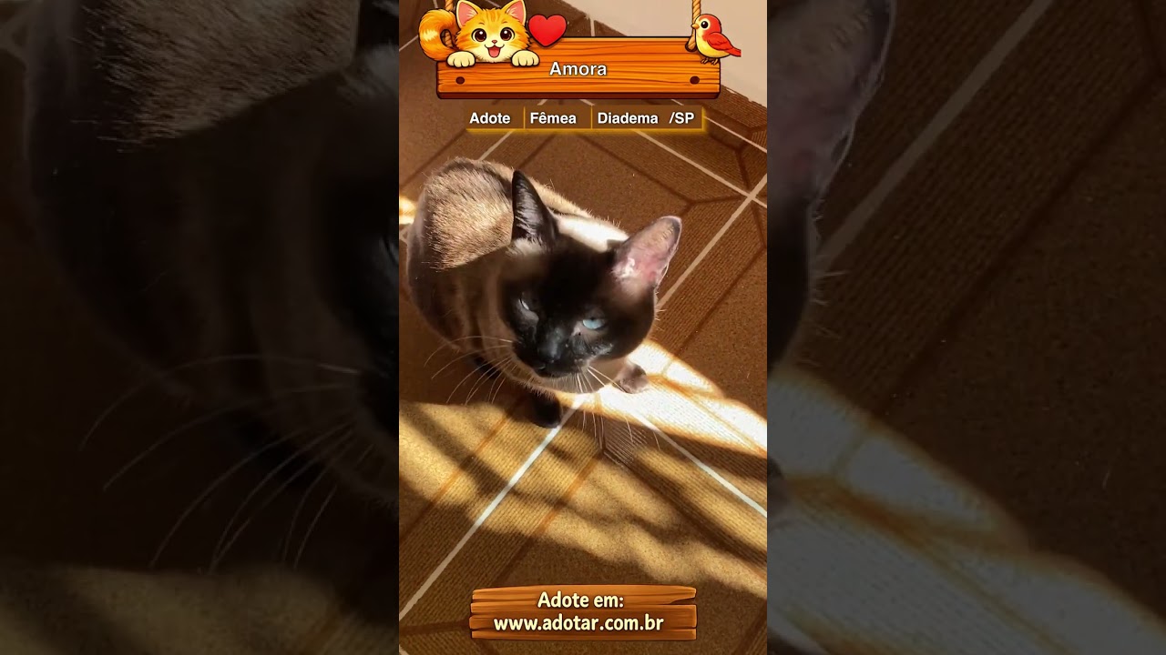 Gato raça Siamês idade 6 ou mais anos nome Amora