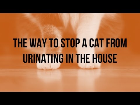 How to stop your cat form urinating in the house