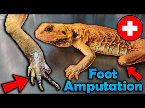Scaleless Bearded Dragon needs her Foot Amputated :(