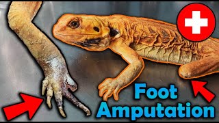 Scaleless Bearded Dragon needs her Foot Amputated :(