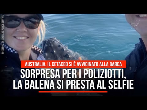 Australia, sorpresa per i poliziotti, la balena si presta al selfie