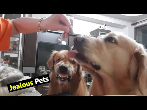 The Ultimate Jealous Pets Compilation: Funniest Pets Videos 2021