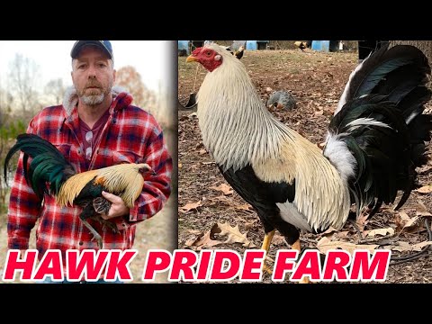 HAWK PRIDE !! Pure Kelso Law Grey Jay Riddle