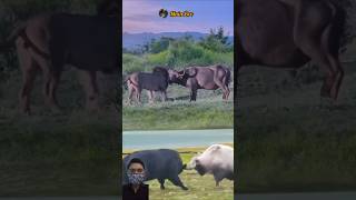 Download lagu OH MY GOD! BANTENG BERSETERU DENGAN SAPI #animals #shorts mp3