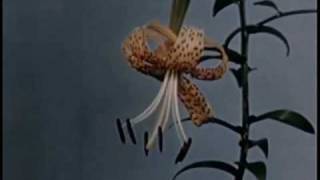 Nine Inch Nails- The Great Below- Music Video