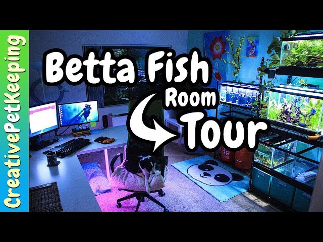 Betta Fish Room Reveal | iCanvas Art | Part 3