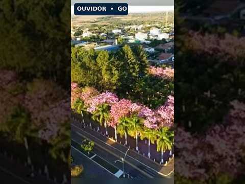 Ouvidor/GO: flores, histórias e a vida no interior de Goiás | Brasil de A a Z