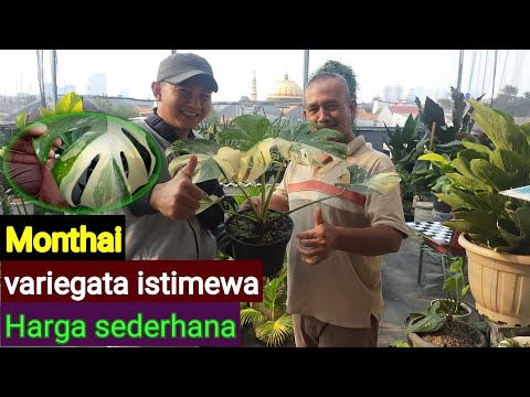 Monstera Thailand || monthai Variegata di petani 39