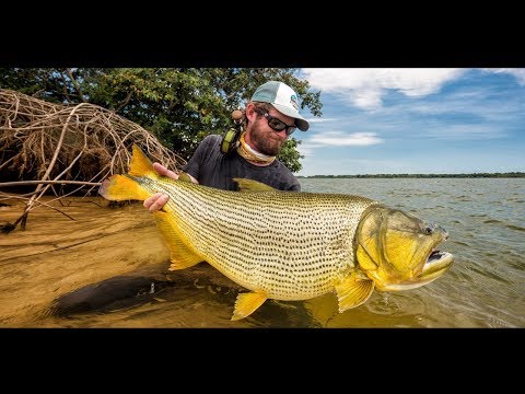 Fly Fishing For Golden Dorado In Argentina - Suinda Lodge